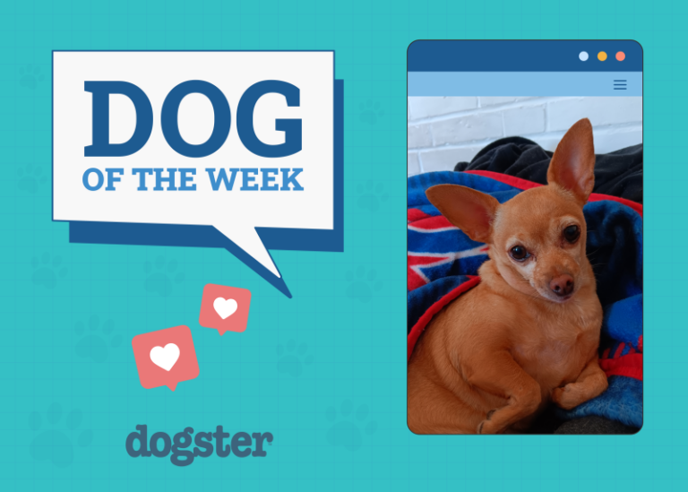 Dogster Photo Contest: Dogs of the Week Winners (December
12, 2024)