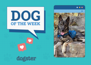 Dog of the week