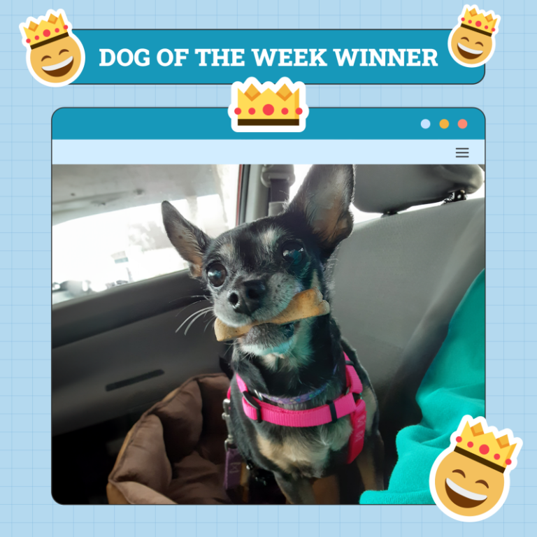 Dogster Photo Contest: Dogs of the Week Winners (December
26, 2024)