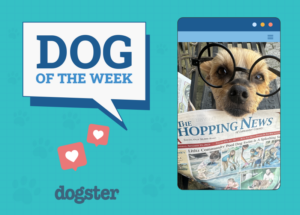 Dogs of the Week Winners