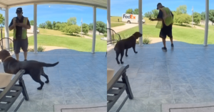 Doorbell Cam Catches Labrador’s Adorable Greeting to FedEx
Driver