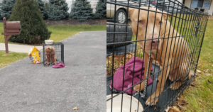 Family Walks Away, Leaving Dog Heartbroken and Crated on the
Street