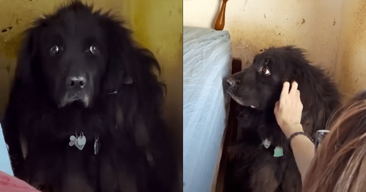 Fluffy Dog Hiding in Corner Finds Hope Through Woman’s
Compassionate Rescue