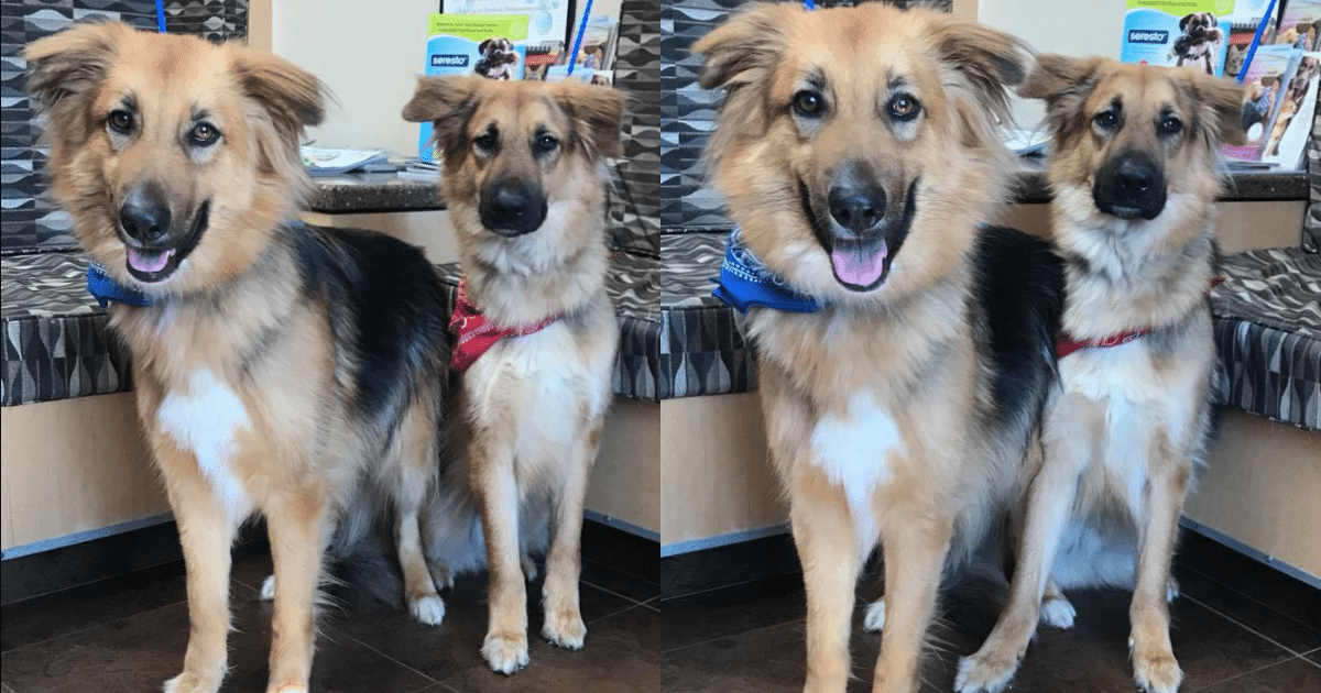 German Shepherd Duo with Unbreakable Bond Waits for a
Forever Home