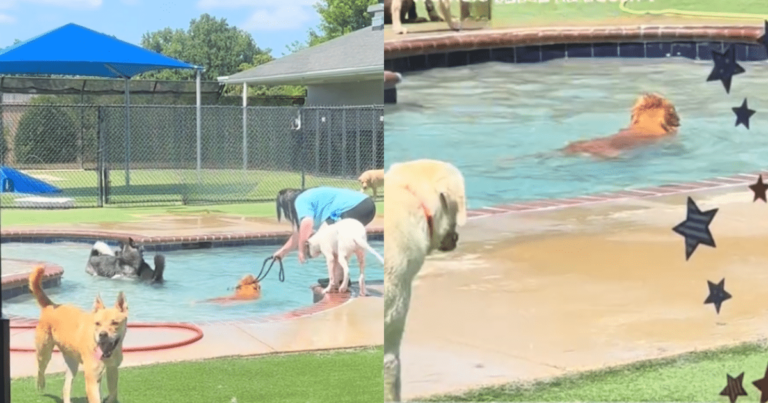 Golden Retriever Causes Adorable Scene by Refusing to Leave
Daycare