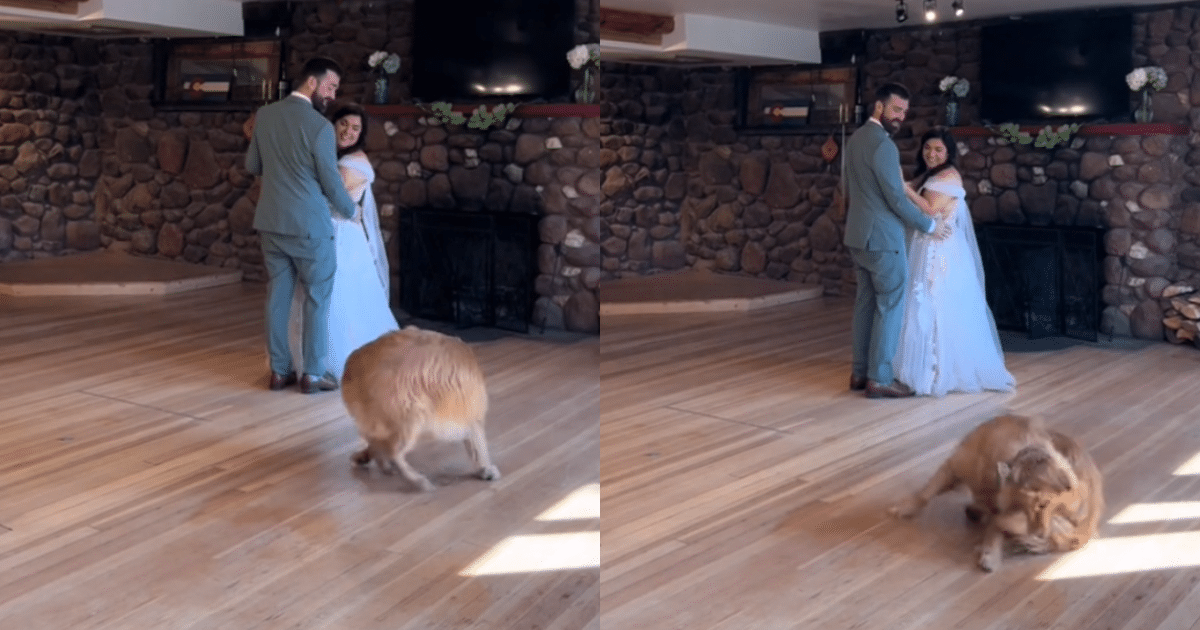 Golden Retriever Steals the Show During Couple’s Wedding
First Dance