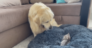 Golden Retriever’s Hysterical ‘Bed Struggle’ with Kitten
Captivates Fans