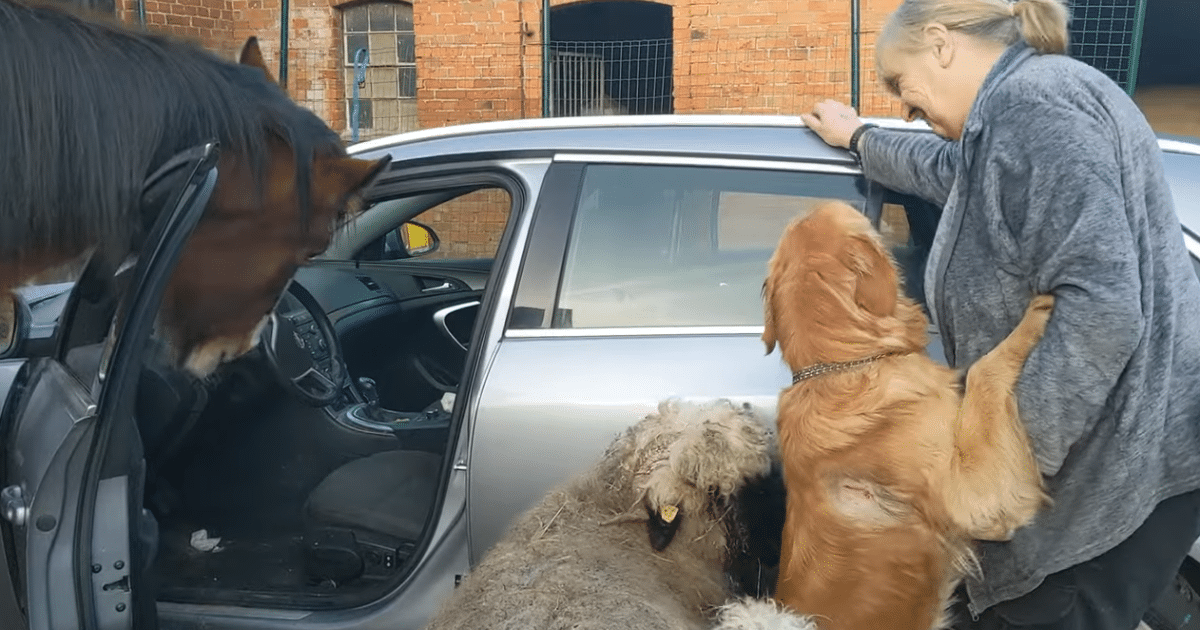 Grandma’s Car Gets Hijacked by Farm Animals