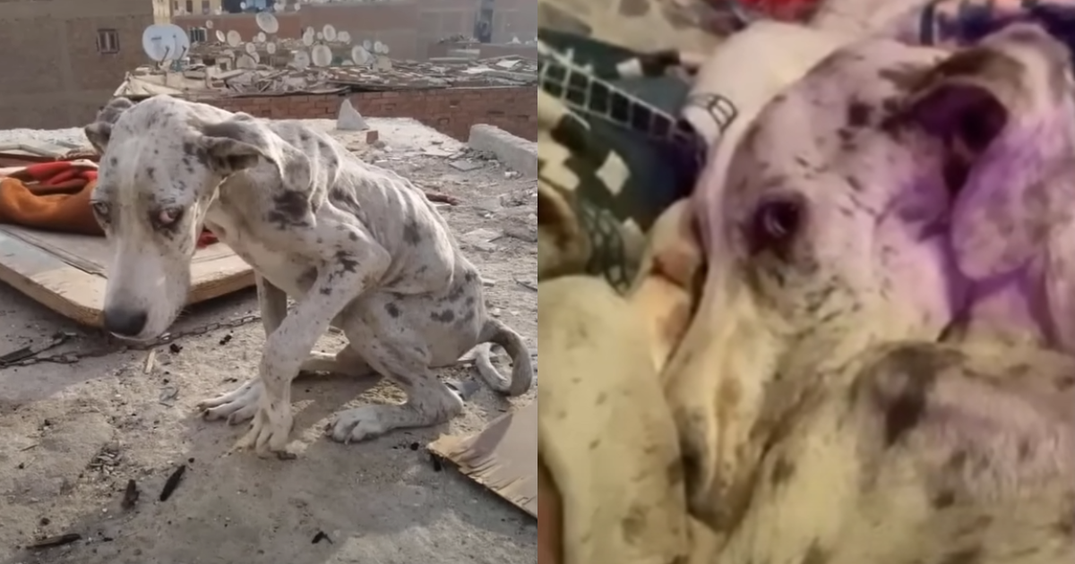 Great Dane Found Starving And Ate Rocks To Live Till Someone
Comes To The Rescue