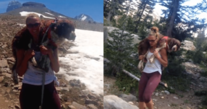 Hiker Finds 55-Pound Dog in Need and Walks 6-Hours Back with
Him on Her Shoulders