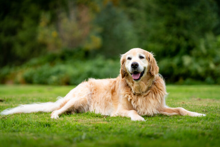 How Old Is 11 in Dog Years? Vet-Approved Guide to Each Size
of a Dog