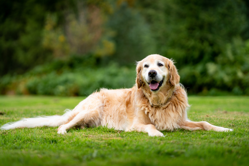 old golden retriever dog lying on the lawn