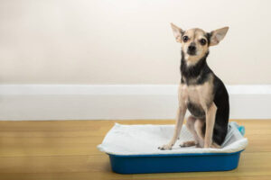 dog using litter pad or training pad