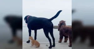 Kitten Raised by Dogs Surprises Everyone by Jumping Into
Water to Play