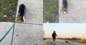 Lab Beagle’s Emotional Reaction to Walking Outside for the
First Time