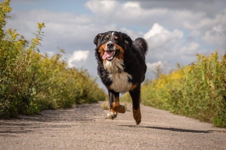 Love Big Dogs? These 14 Large Breed Pups Make Amazing
Pets