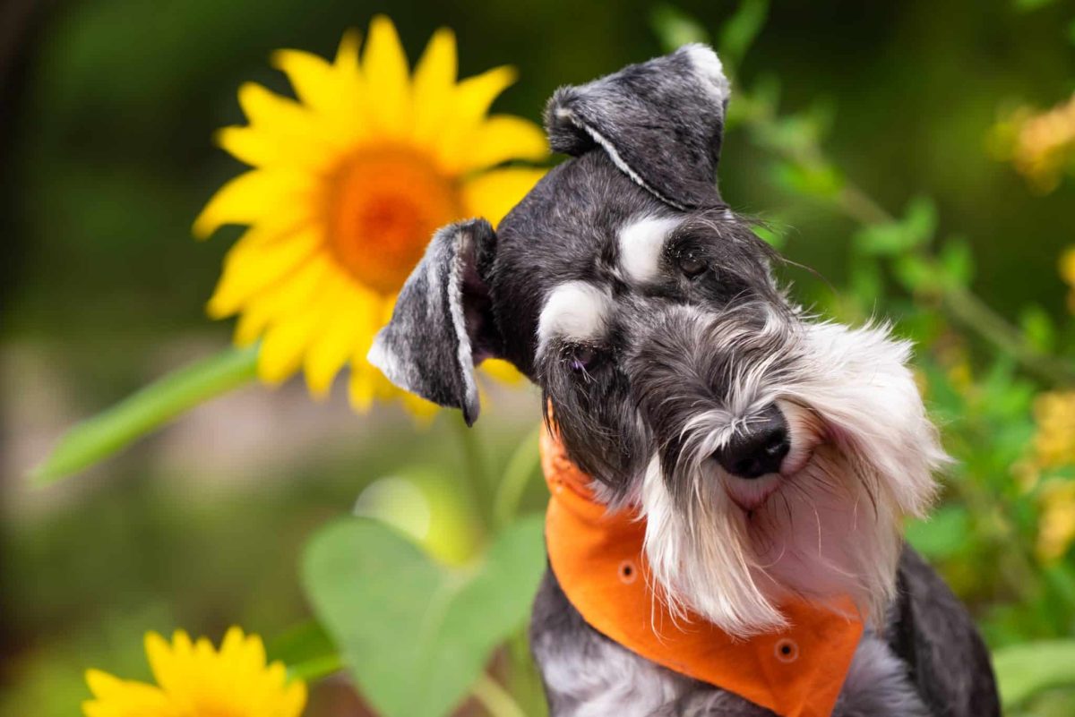 Love Small Dogs? These 14 Small Breed Pups Have Big
Personalities