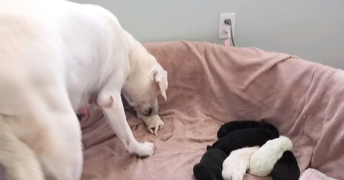 Mama Dog Gives ‘Tender Love’ To Her Smallest Newborn Baby
Pup