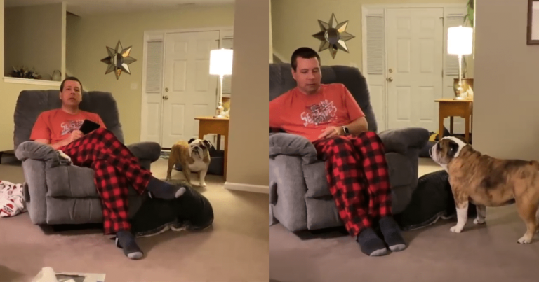 Man Captures Bulldog’s Sweet ‘Dance of the Bulldog’ Nightly
Tradition