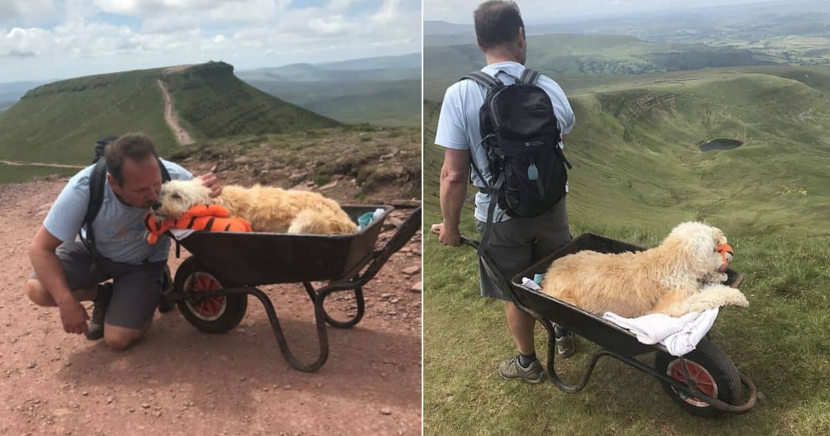 Man Gives Terminally-Ill Dog One Last Adventure Up Their
Favorite Mountain