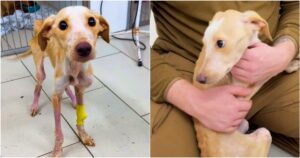 Many Were Afraid To Handle Bony Puppy, But He Needed Touch
To Overcome