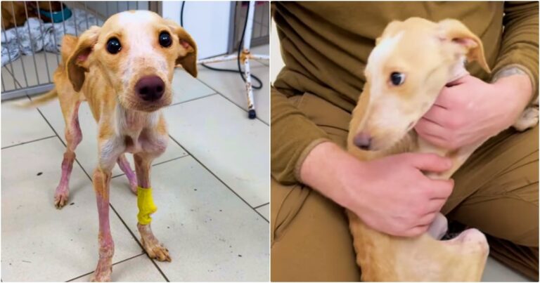 Many Were Afraid To Handle Bony Puppy, But He Needed Touch
To Overcome