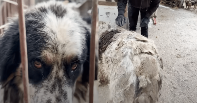 Matted Dog Overlooked for Three Years Gets a New Life Thanks
to Kind Rescuer