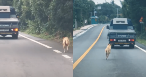 Mother Dog’s Relentless Pursuit to Rescue Her Puppies from
Danger