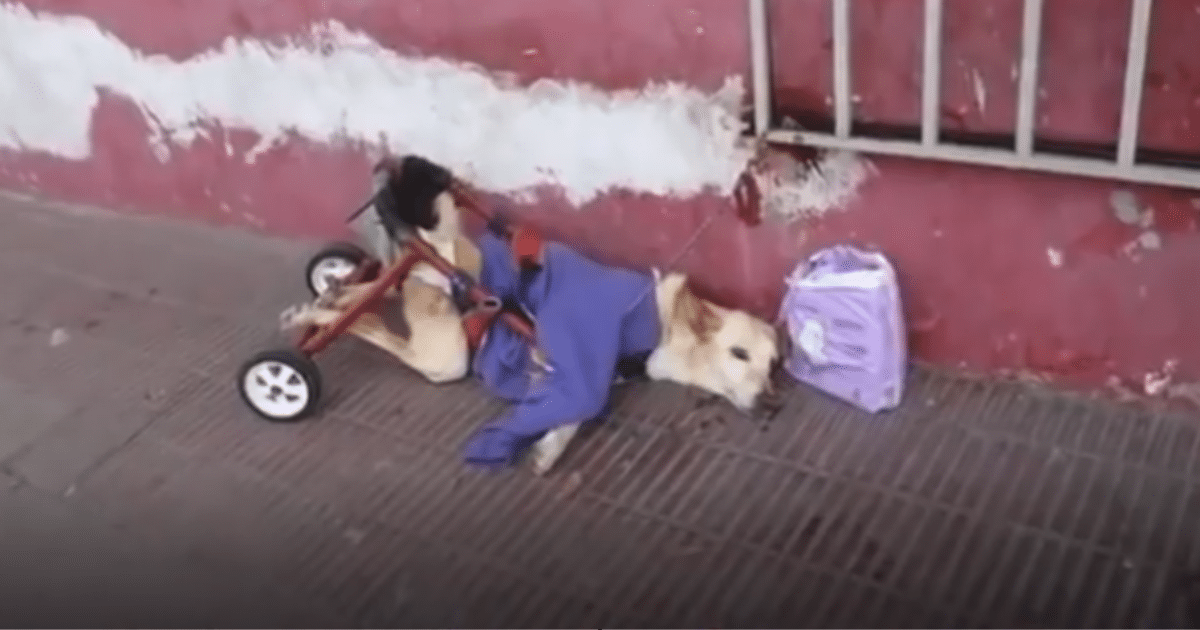 Paralyzed Dog Left on Street with Broken Wheelchair and Bag
of Diapers