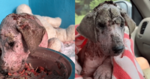 Puppy Rescued in Awful Condition Looks Unrecognizable After
One Year