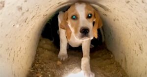 Puppy Was Nervous To Come Out Of Tunnel But Man Persisted
With Soothing Words