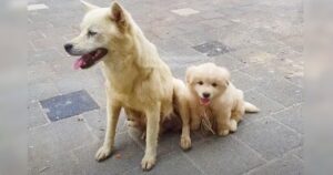 Puppy ‘Put On A Show’ Outside Restaurant For Scraps And A
Pat