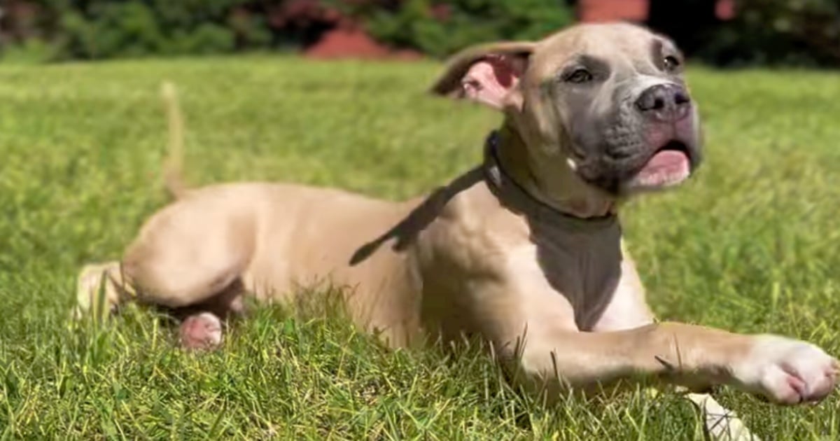 Puppy’s ‘Full Of Hope’ That Guy Heading His Way Was Made For
Him