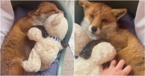 Rescue Fox Loves To Be Held And Cuddles With Teddy At
Bedtime