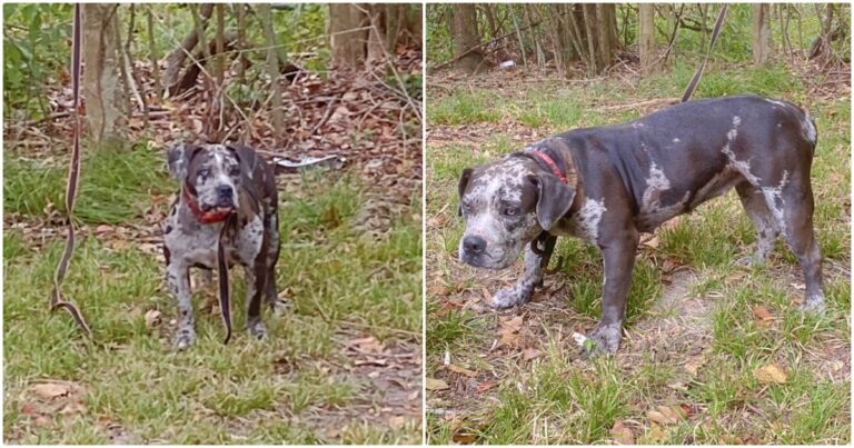 Rescuers Find ‘Sweet Face’ Behind Cemetery But Untying Her
Was Troubling