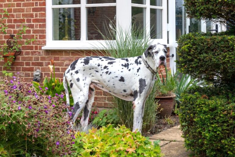 Room To Roam: 12 Dog Breeds That Thrive In Spacious
Homes