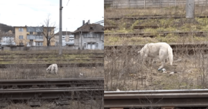 Scared Dog With Broken Heart Finds Healing Through a Heroic
Rescue