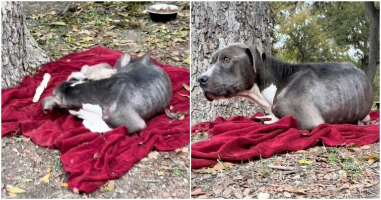 Sleeping Dog Family Jostled Awake By A Tender Voice