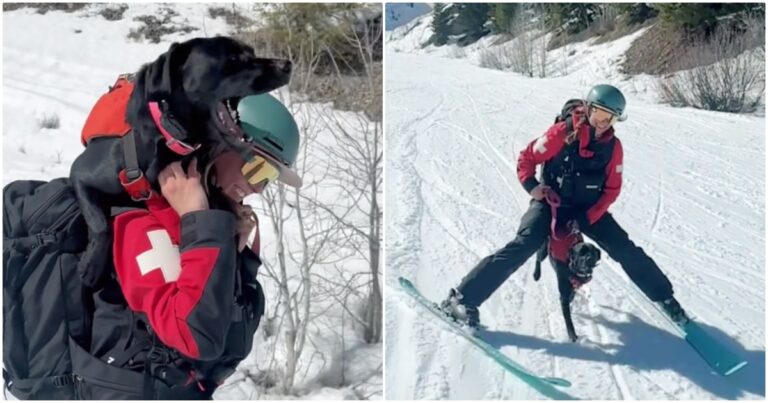 Step Into The Life Of An Avalanche Dog In Training