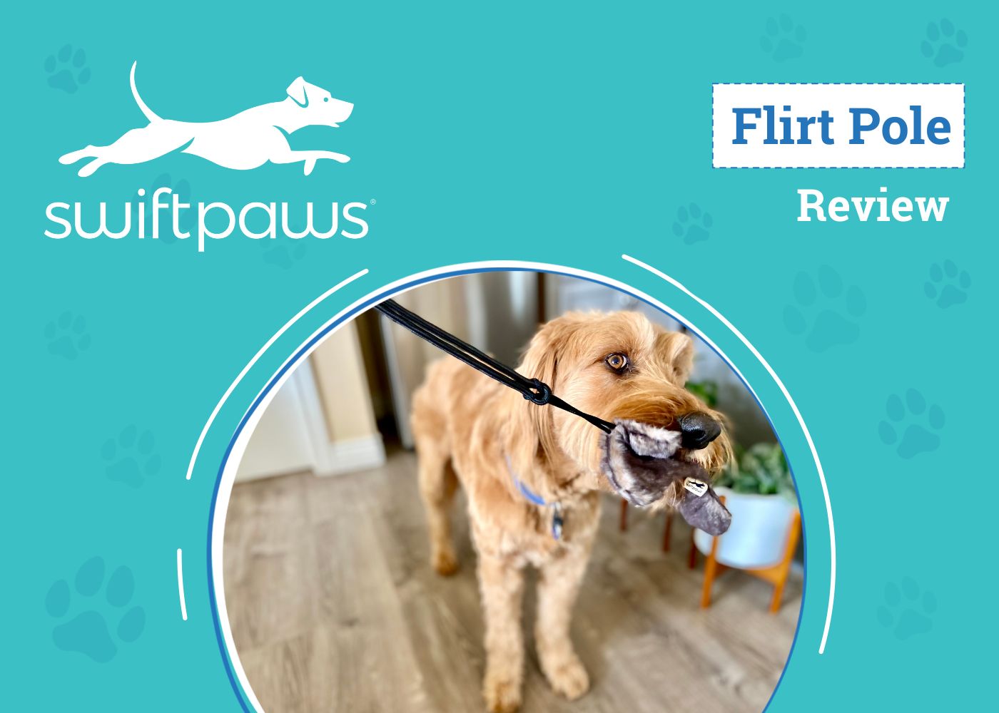 SwiftPaws Flirt Pole Review - featured image