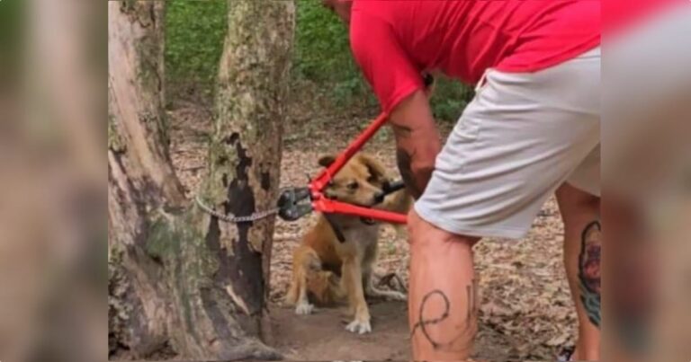 Tears When Man Finds Dog Tied Up So She Would Not Follow Her
Owners