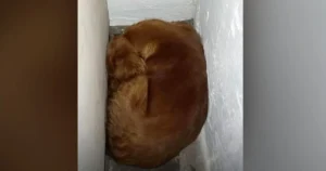 Terrified Rescue Dog Squeezes Between Walls in Heartbreaking
Attempt to Hide