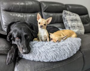 Poppy, Ned and Fred sharing a peaceful moment