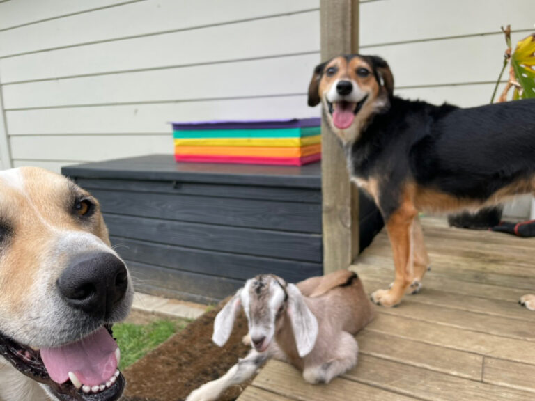 The Time We Fostered a Baby Goat: Mac &amp; Rosa’s New
Bouncy Friend