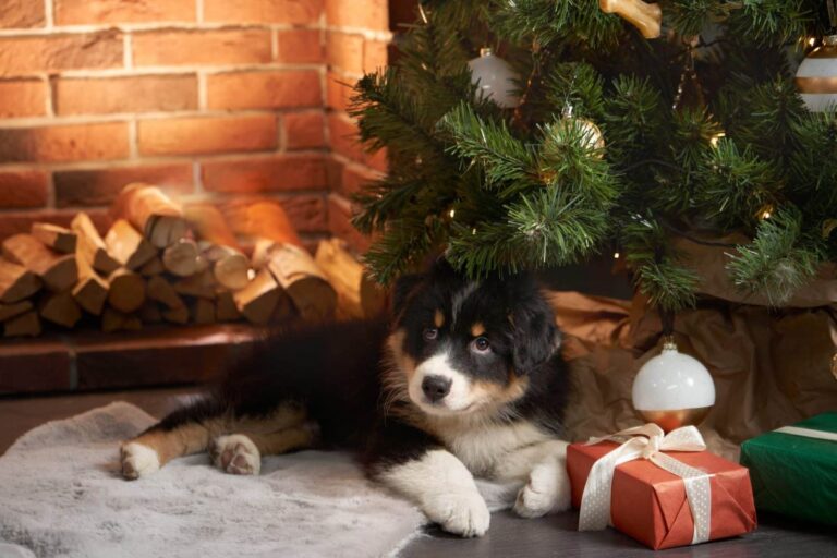 Thinking of Adopting a Dog During the Holidays? Read This
First.