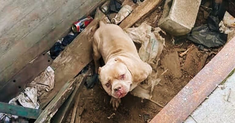 This Dog’s Smile After Rescue Gives New Meaning To
Gratitude