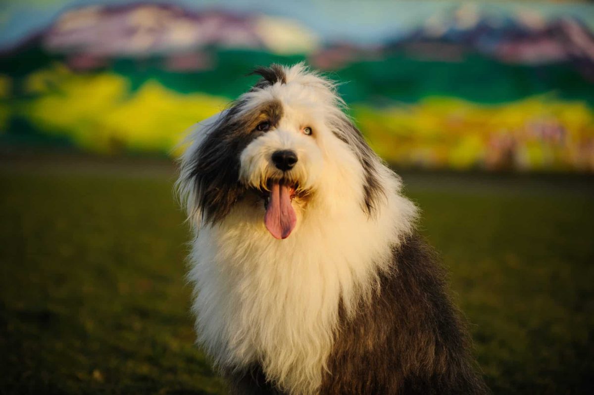 Top 13 Dog Breeds That Create Heartwarming Moments Every
Day