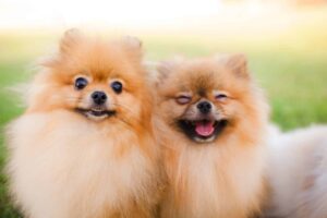 Top 13 Dog Breeds That Fill Every Corner Of Life With
Happiness