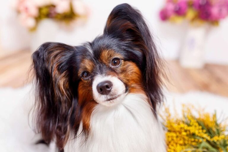 Top 13 Dog Breeds That Make Every Day a Little
Brighter