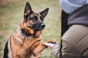 Top 13 Dog Breeds That Prove Loyalty Is The Strongest
Bond